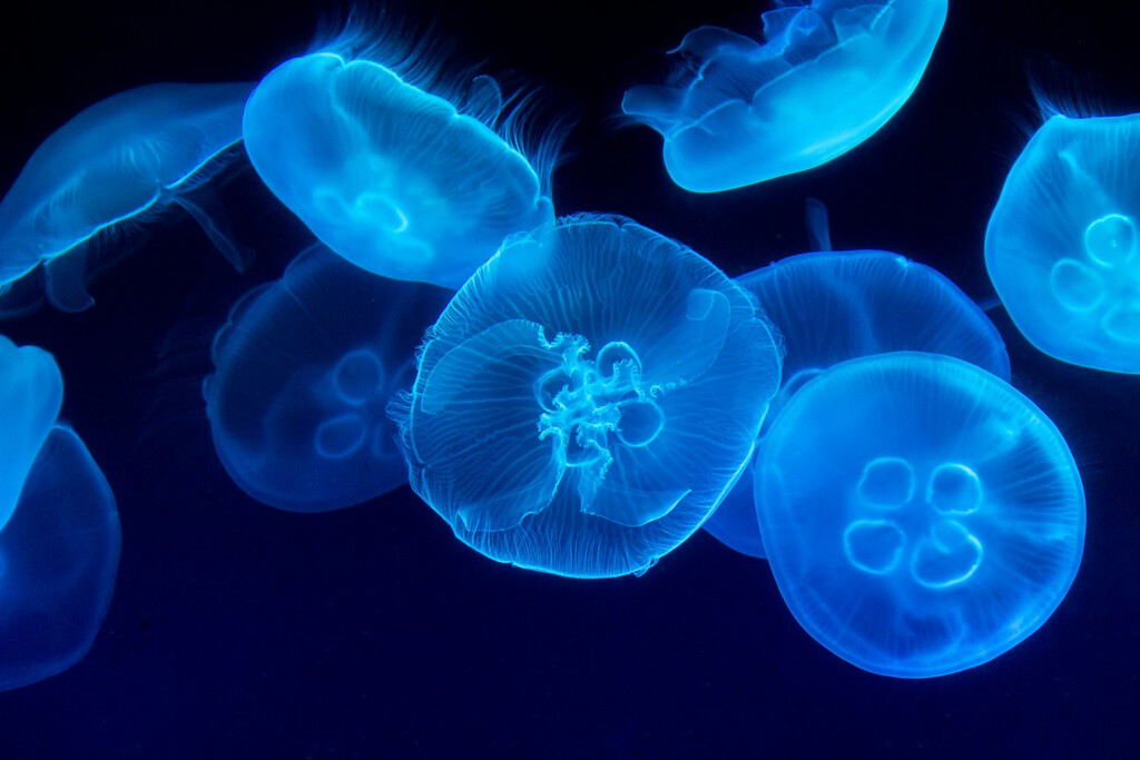 Medusas Cyborg: La Nueva Frontera en la Exploración de las Profundidades Oceánicas