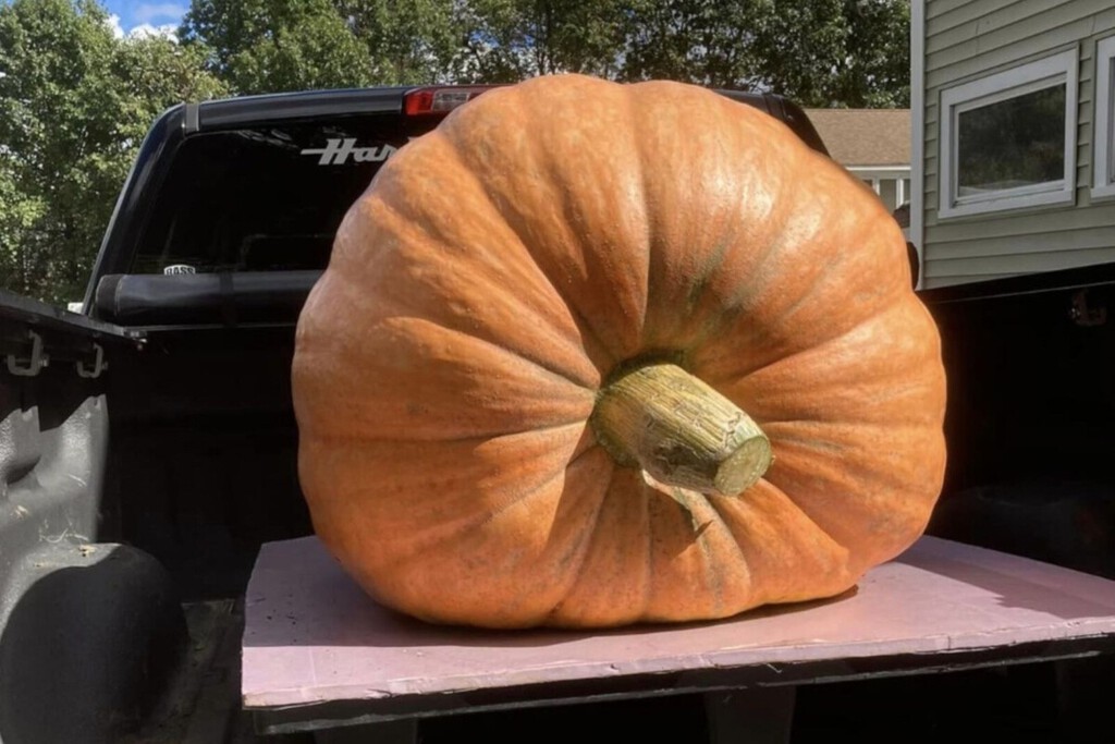 El auge de las competiciones de hortalizas gigantes: ¿Por qué cultivar calabazas de 1000 kilos?