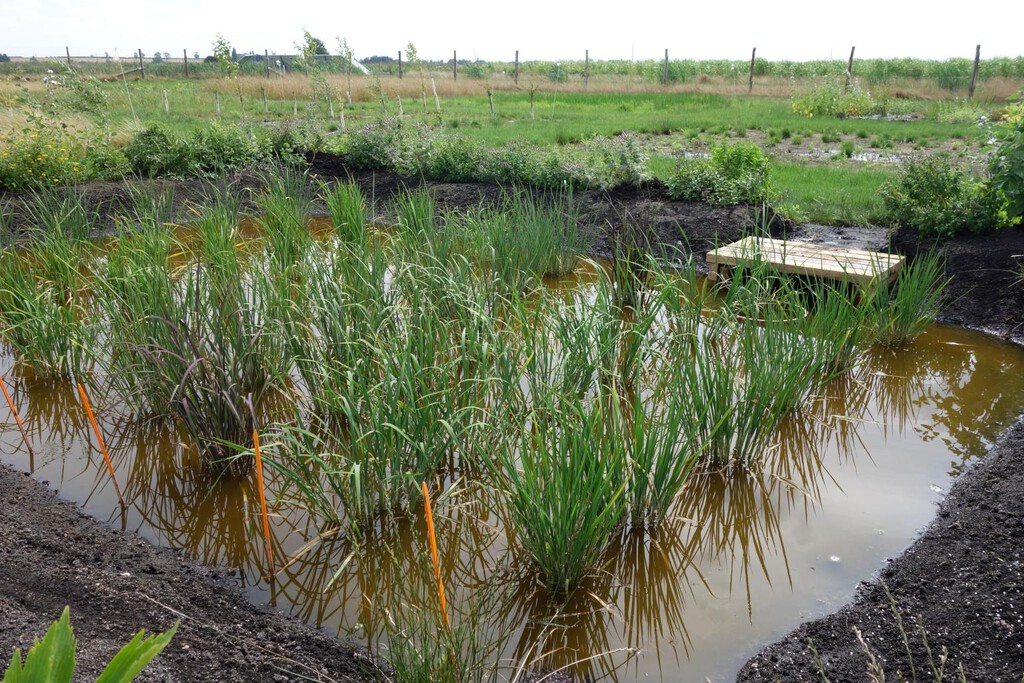Inglaterra emerge como inesperado competidor en la producción de arroz, desafiando el dominio español