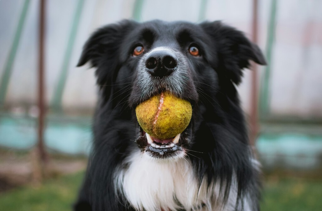 Los perros pueden clasificar objetos por función, similar al desarrollo cognitivo infantil