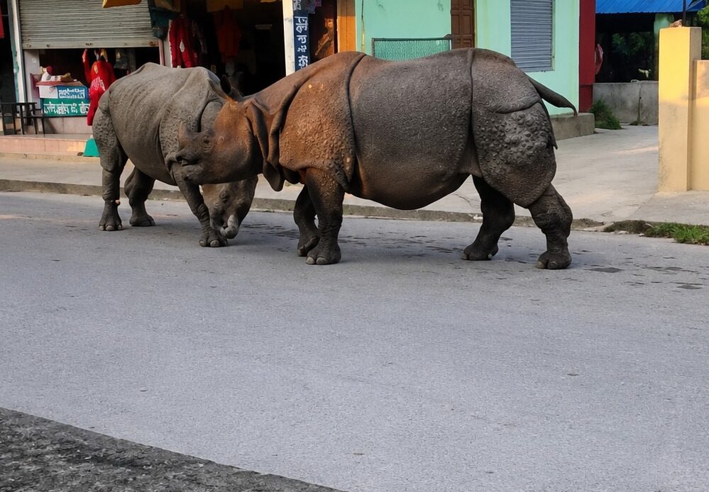 Rinocerontes Salvajes Transforman un Mercado Turístico Nepalí en un Inesperado Campo de Batalla