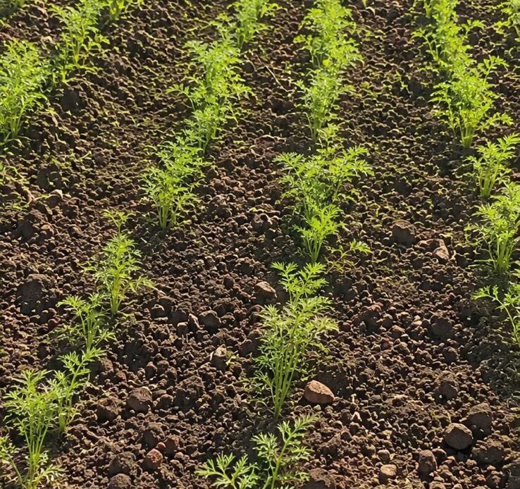 Cosechas Desechadas en Constanza Debido a la Caída de los Precios
