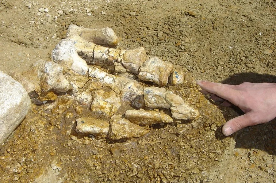 Descubren en un Cajón el Primer Resto Óseo de Dinosaurio Antártico