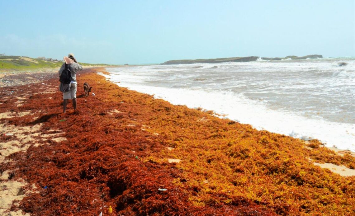 Proponen Bono de Acción Climática para Mitigar Efectos del Sargazo en República Dominicana