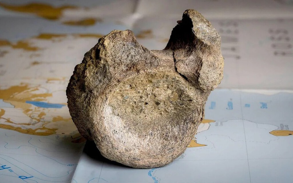 Descubrimiento paleontológico en la Antártida: Un fósil de titanosaurio, olvidado por décadas, redefine el pasado del continente