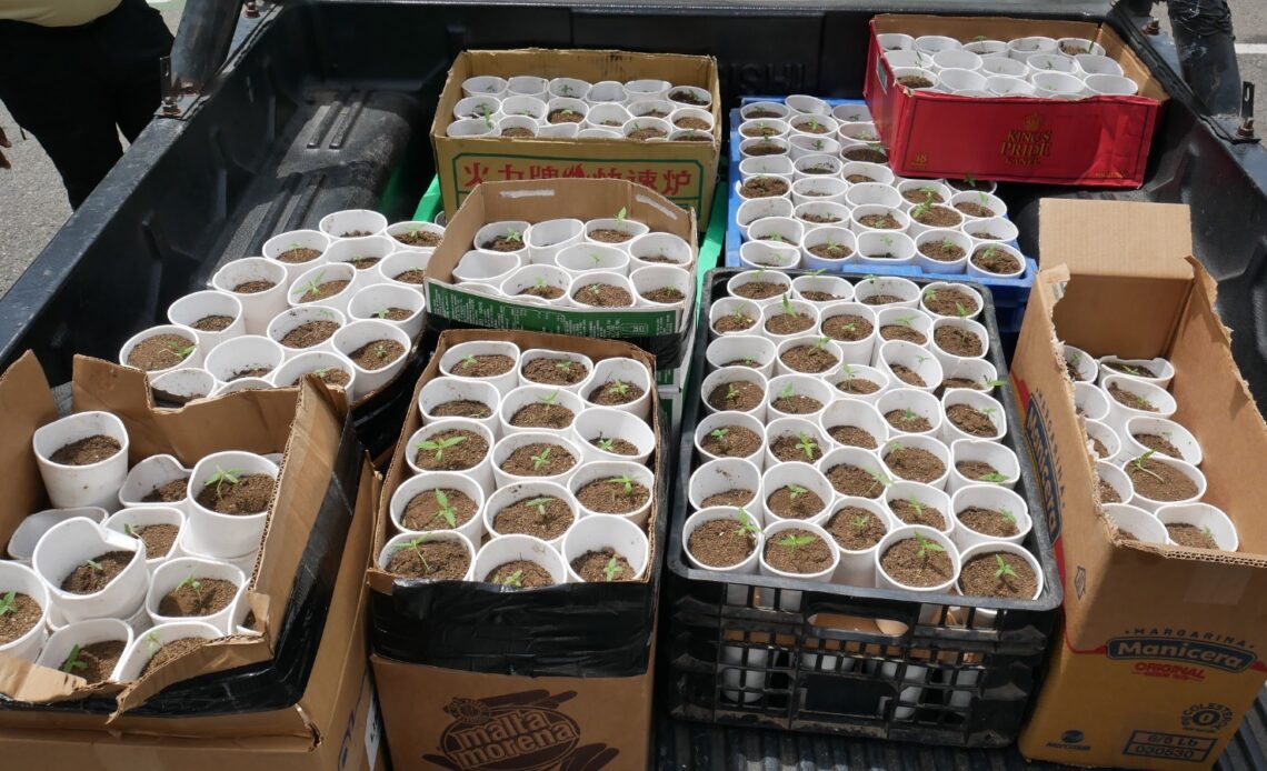 Incautan Más de 400 Plantas de Marihuana en Santo Domingo Oeste