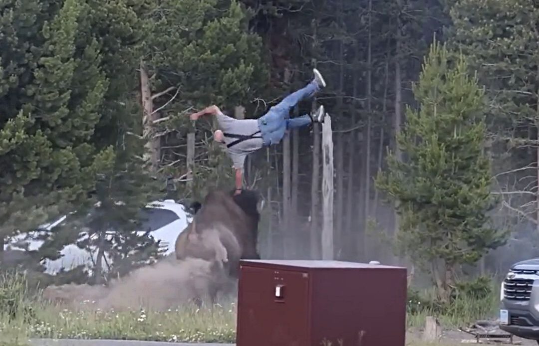Turista Embiste por Bisonte en Yellowstone Tras Aproximación Excesiva