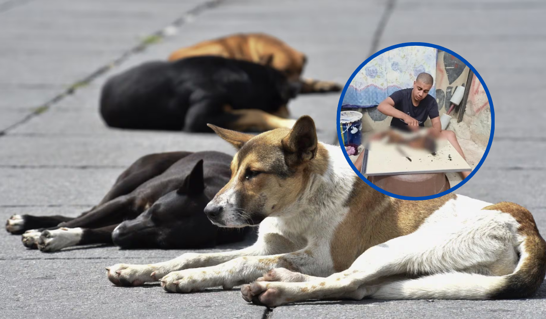 Youtuber controvertido recibe condena de ocho meses de cárcel en Marruecos por cocinar un canino