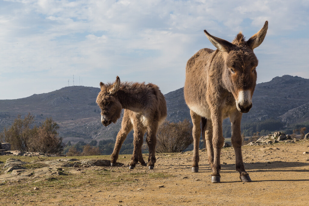 Burros Bomberos: Una Estrategia Sencilla y Efectiva para la Prevención de Incendios Forestales en España