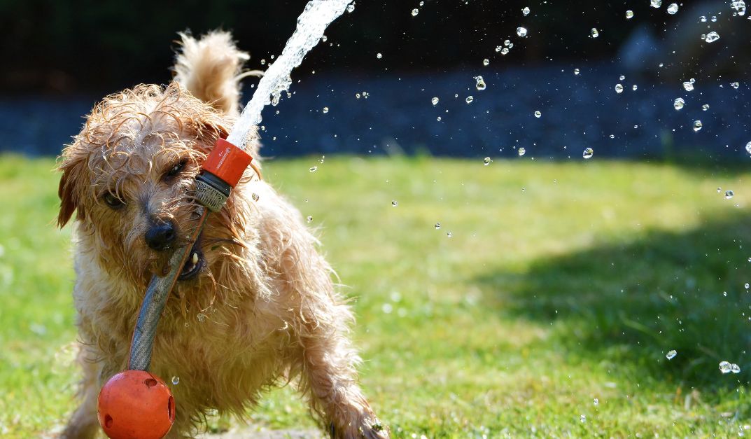 El riesgo de golpe de calor en mascotas: lo que debes saber