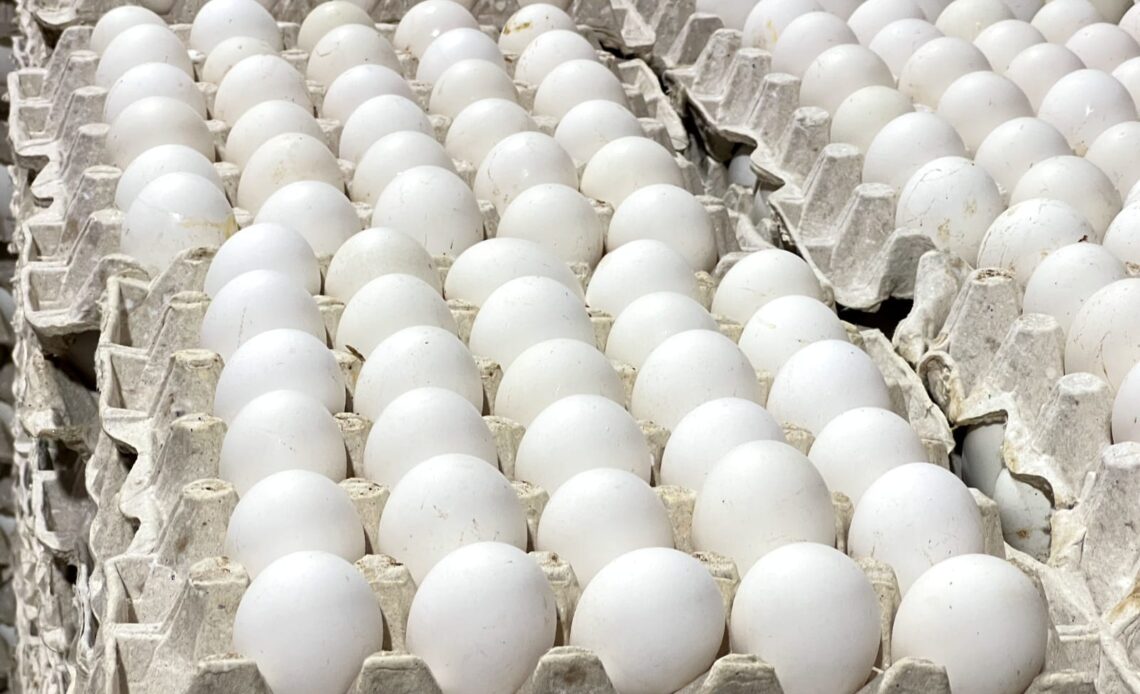 República Dominicana Reanuda Exportaciones de Huevos a Cuba