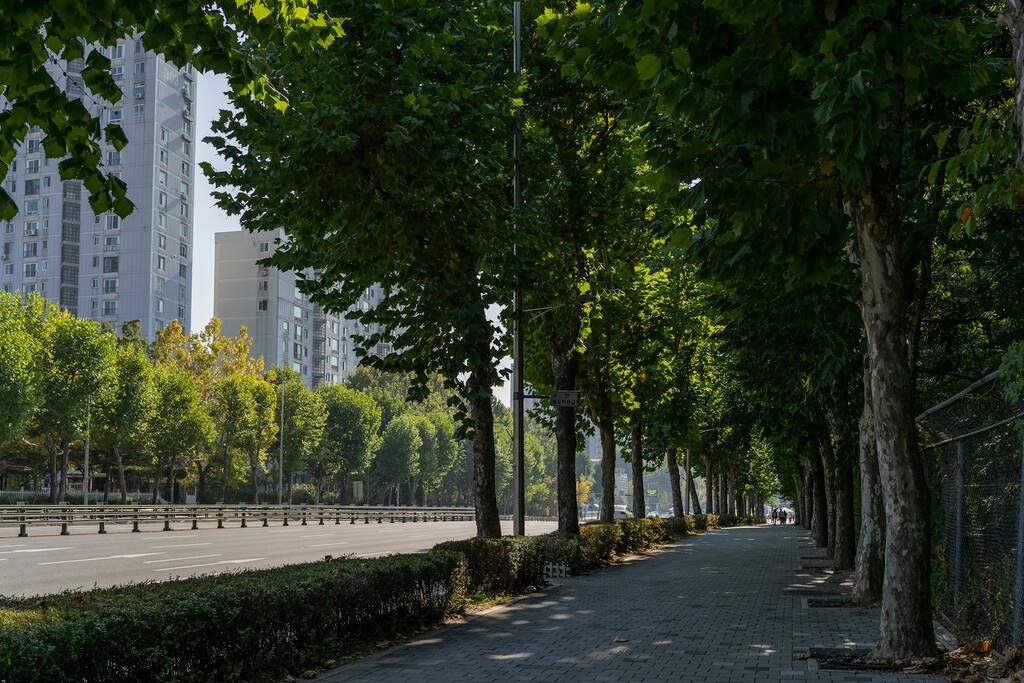 Expertos Urgen a Considerar los Bosques Urbanos como Infraestructura Esencial ante el Cambio Climático