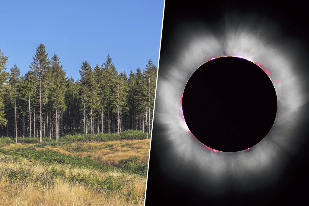 Desmienten estudio que sugería que los árboles pueden predecir eclipses solares