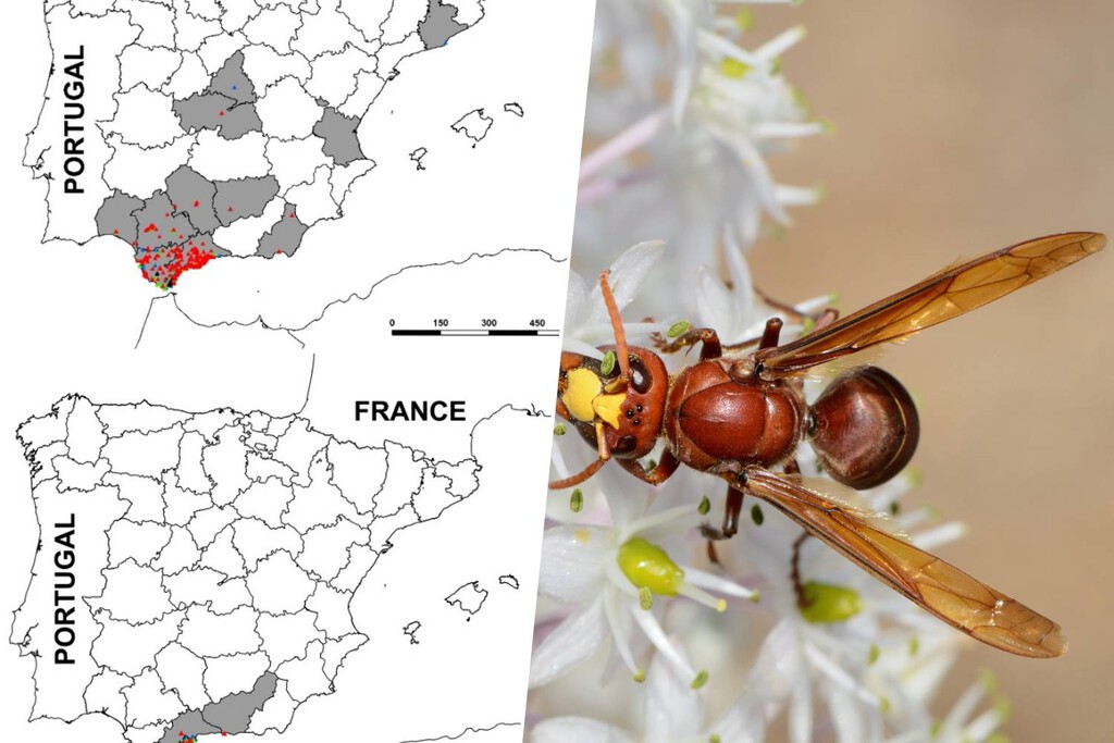 El avispón oriental se expande por Andalucía, amenazando la apicultura y la biodiversidad