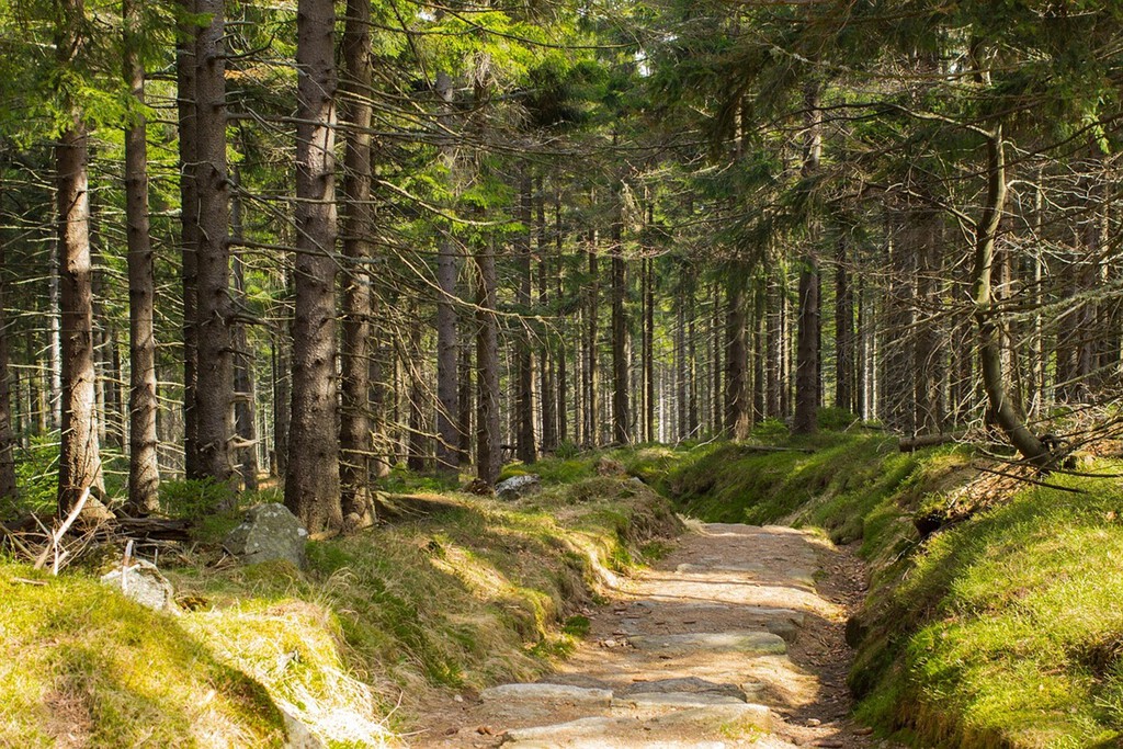 Desmintiendo mitos: La verdad detrás de la recalificación de terrenos y paneles solares tras incendios forestales