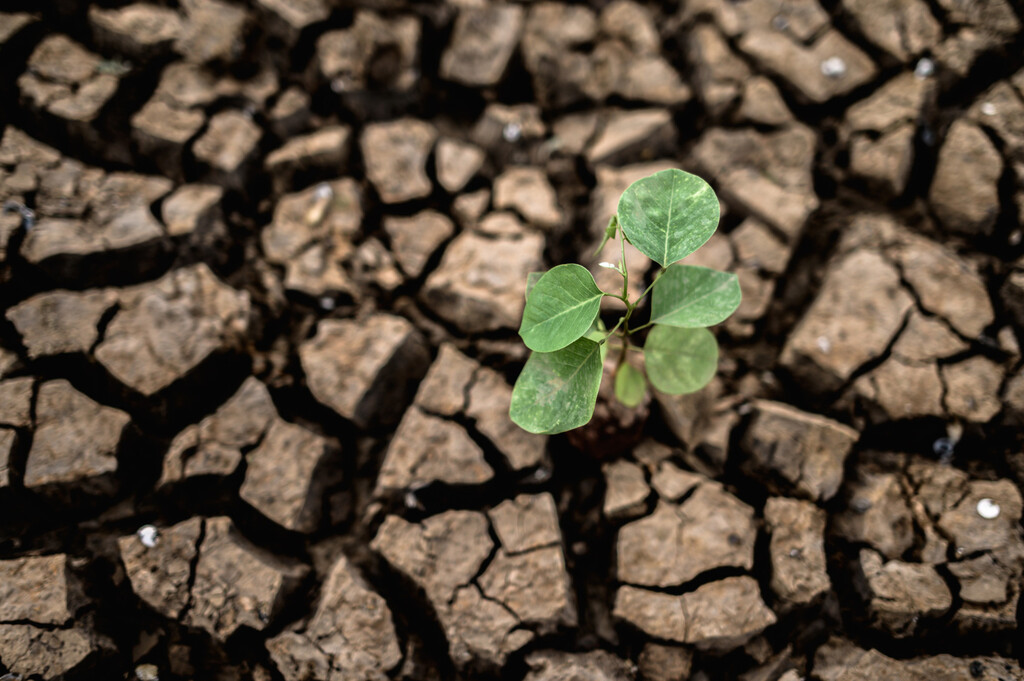El cambio climático podría generar pérdidas agrícolas anuales de 160.000 millones de dólares para 2100