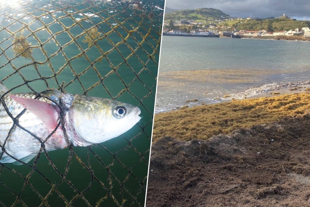 Investigadores de Málaga transforman alga invasora tóxica en alimento nutritivo para peces