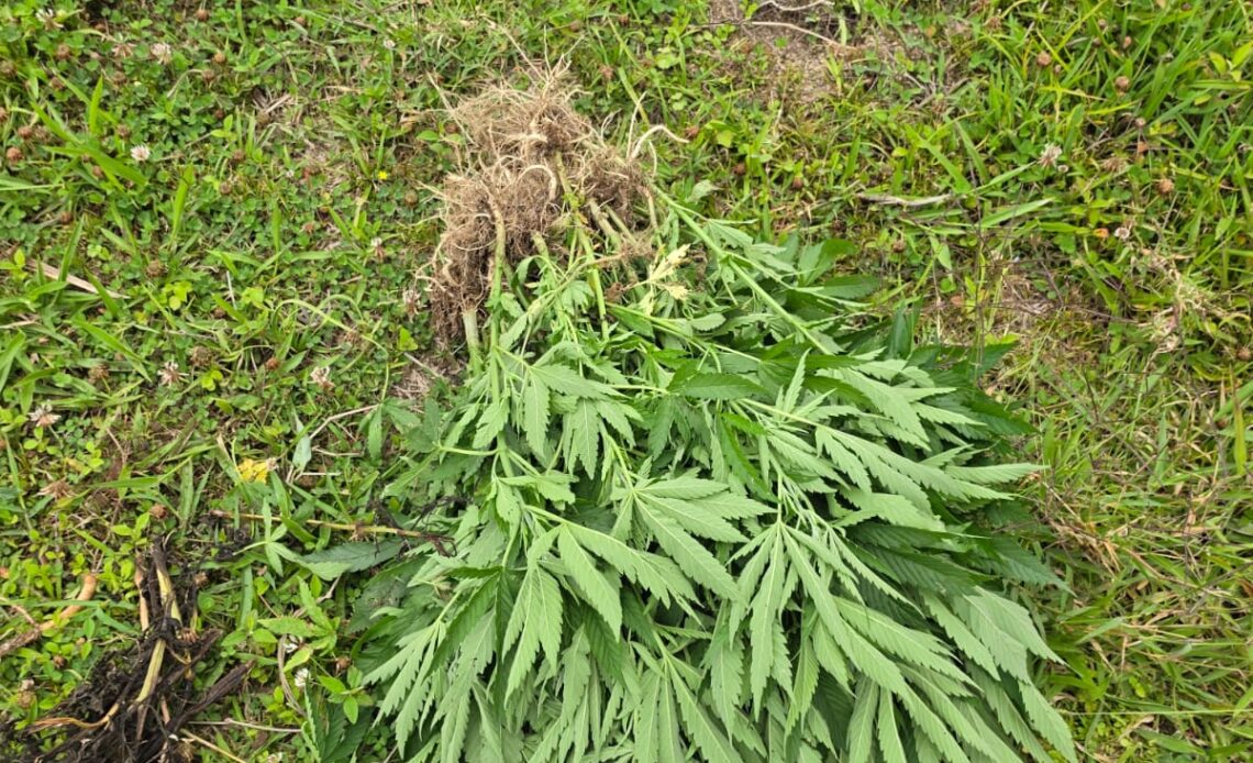 Detenidos dos individuos por plantación de cannabis en San José de Ocoa