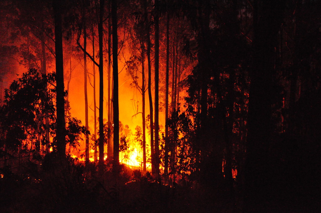 El Eucalipto en Portugal: Un Legado de los Años 50 que Transforma la Propagación de Incendios