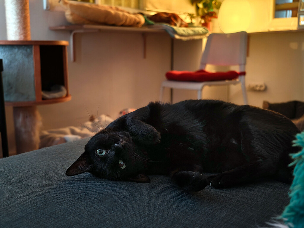 Entendiendo el Comportamiento Felino: Por Qué los Gatos Nos Despiertan de Madrugada