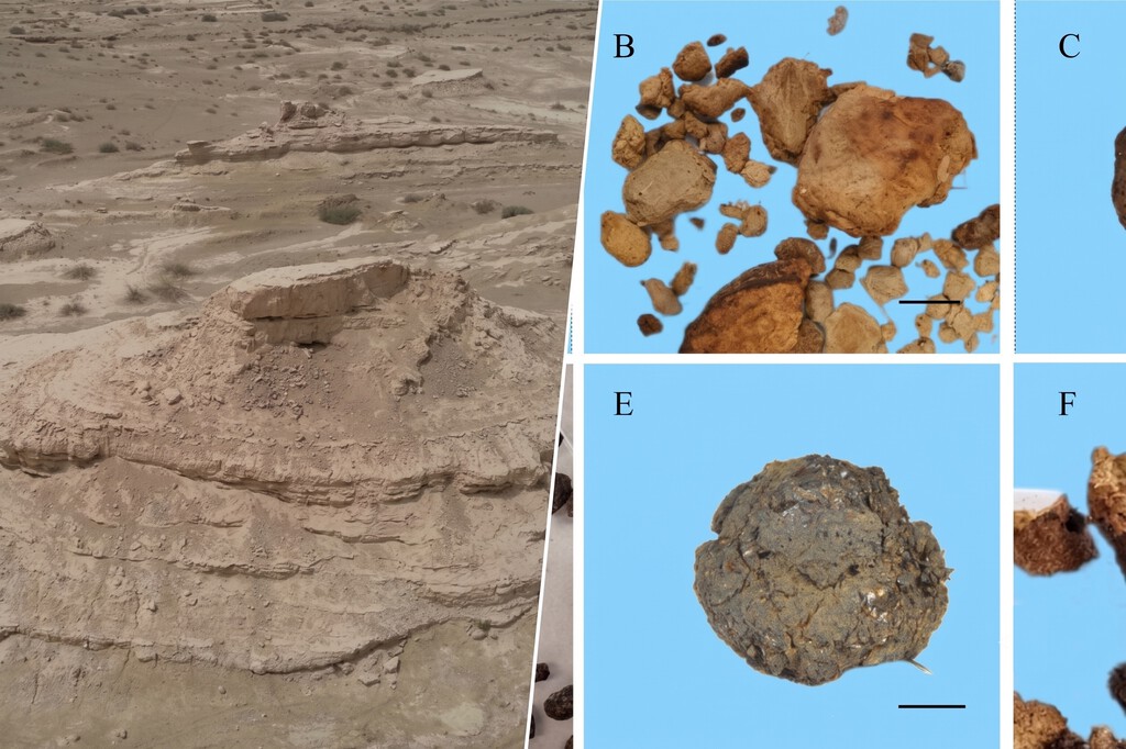 Descubren que el desierto más árido de Asia albergó un bosque hace 4.000 años gracias a excrementos fosilizados
