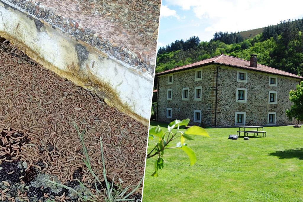 Plaga de Gusanos Soldado en Asturias Obliga a Familias a Desalojar sus Hogares