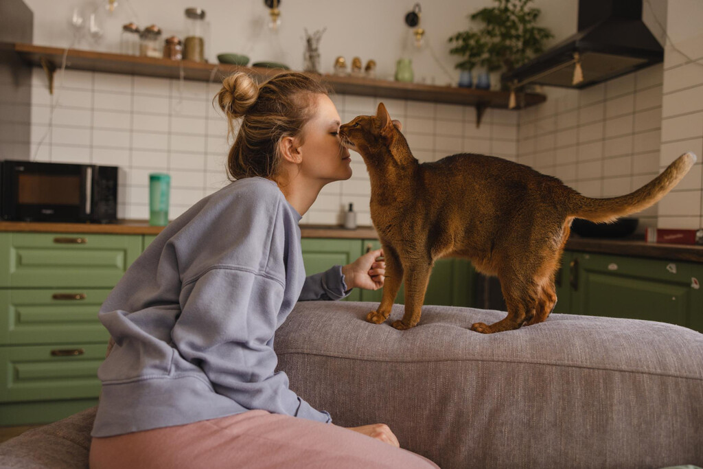 Desvelando el Significado: ¿Por Qué los Gatos Lamen a los Humanos?