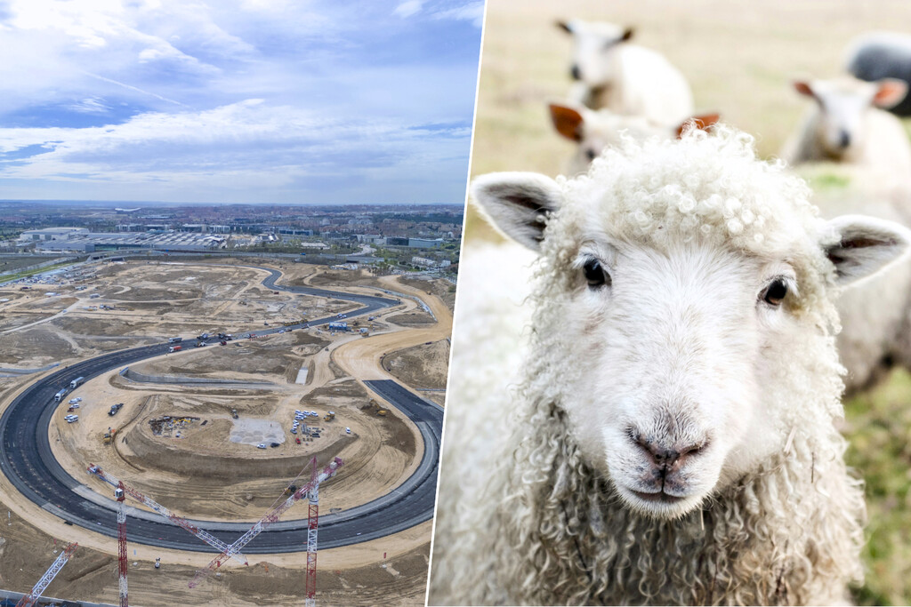 El circuito de Fórmula 1 de Madrid enfrenta un desafío inesperado: una vía pecuaria histórica y la oposición vecinal