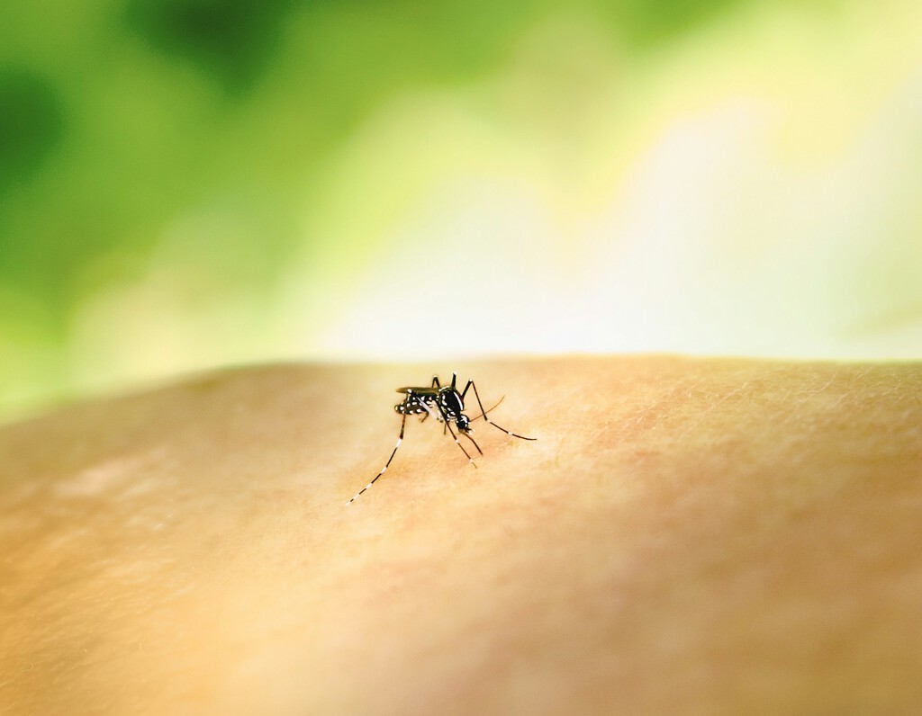 La ciencia desvela el misterio: el olor de la piel, y no la ''sangre dulce'', es el verdadero imán para los mosquitos