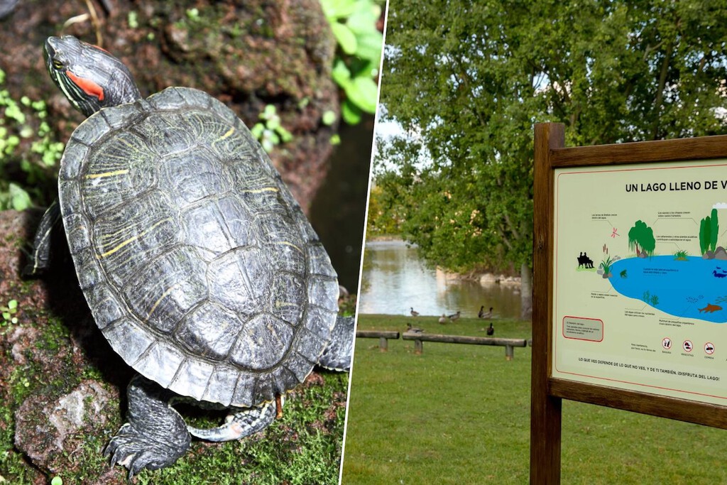 Pamplona enfrenta la proliferación del galápago de Florida en el lago de Mendillorri