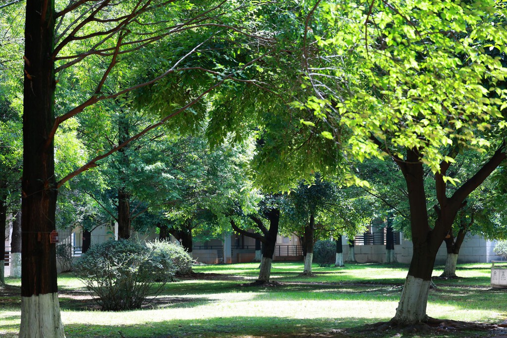 El Impacto de la Vegetación en la Reducción de la Sensación Térmica en Ciudades