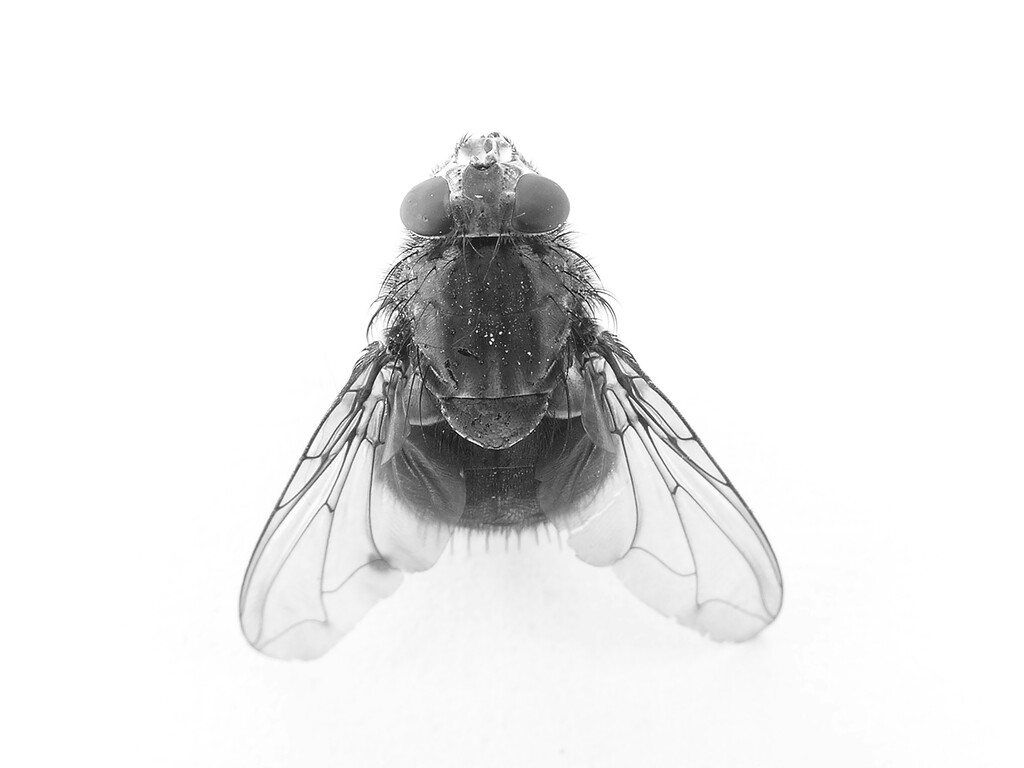 Descubren Cuatro Nuevas Especies de Moscas Hematófagas en Doñana Durante Búsqueda del Mosquito del Nilo