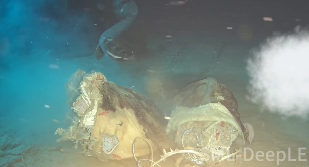 Descubrimiento Inesperado: Tiburones Dormilones del Pacífico en el Mar de China Meridional Tras Experimento con Carroña