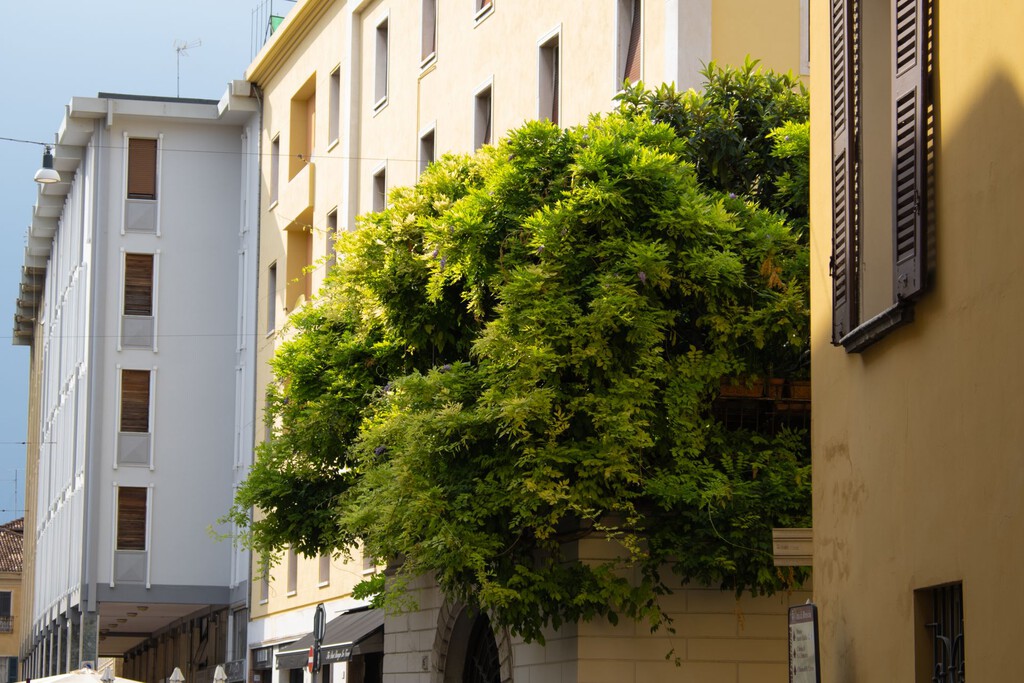 El Styphnolobium japonicum: Virtudes y Desafíos de la Acacia del Japón en el Urbanismo