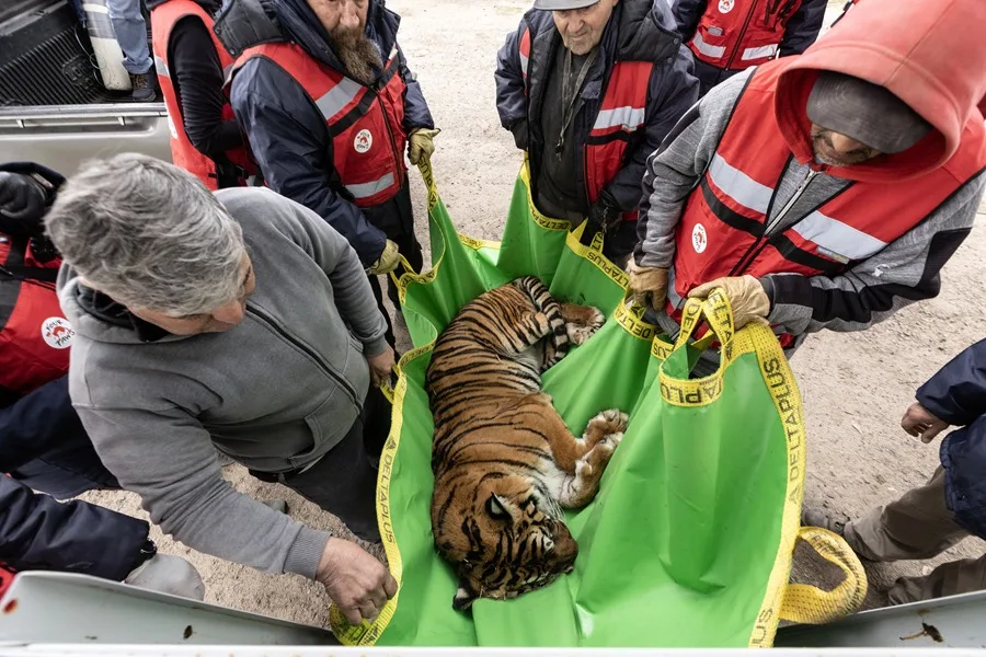 Comienza el traslado de 30 grandes felinos desde un zoológico argentino hacia Estados Unidos y Sudáfrica