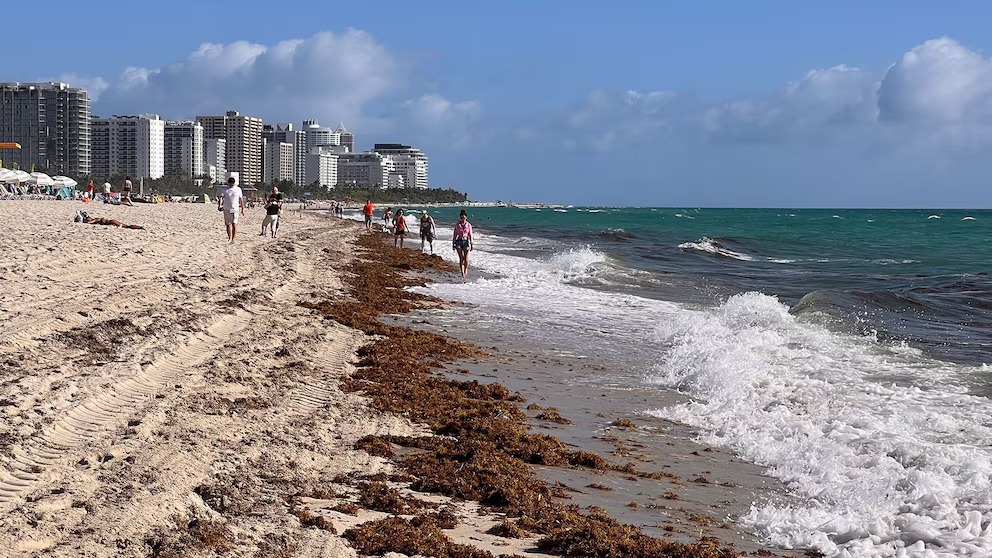 Récord histórico de sargazo azota las costas de Miami, generando desafíos ambientales y turísticos
