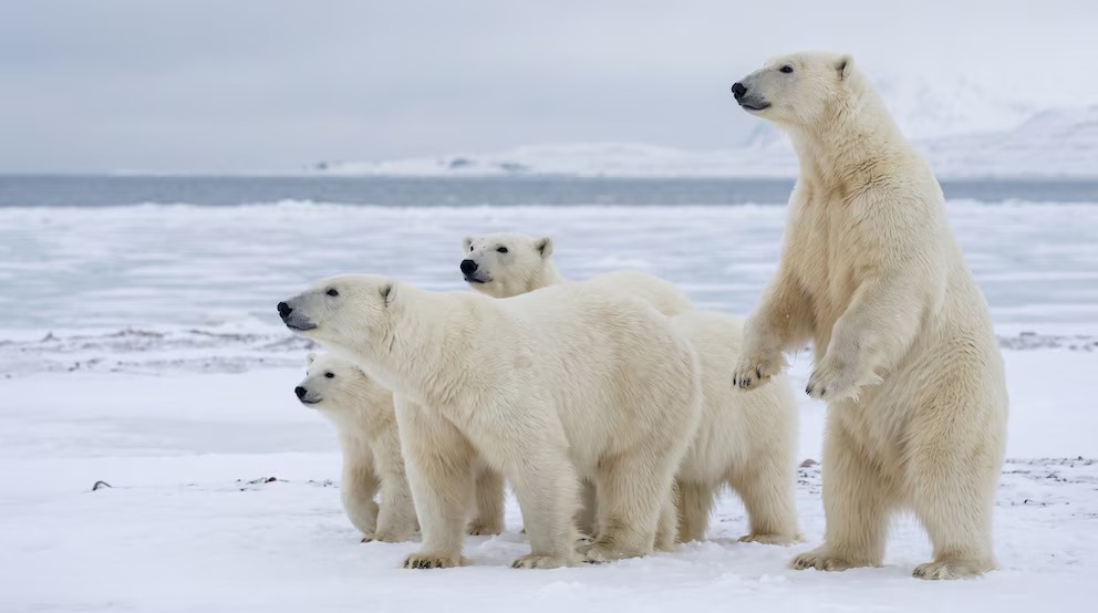 Turista Recibe Multa de Más de US?,000 en Noruega por Perturbar un Oso Polar con una Sirena