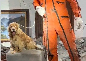 Milagroso Rescate: Una Perrita Sobrevive al Terremoto Entre los Escombros