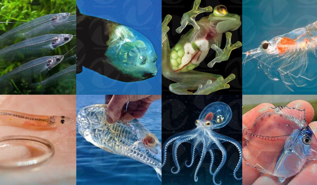 Criaturas translúcidas: La fascinante evolución de la transparencia en el reino animal
