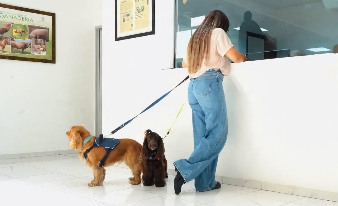 DIGEGA Optimiza y Agiliza Trámites para Viajar con Animales Domésticos