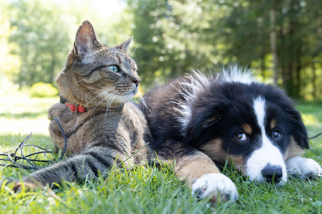 Desmintiendo mitos: La realidad de cuidar un gato y sus verdaderas necesidades