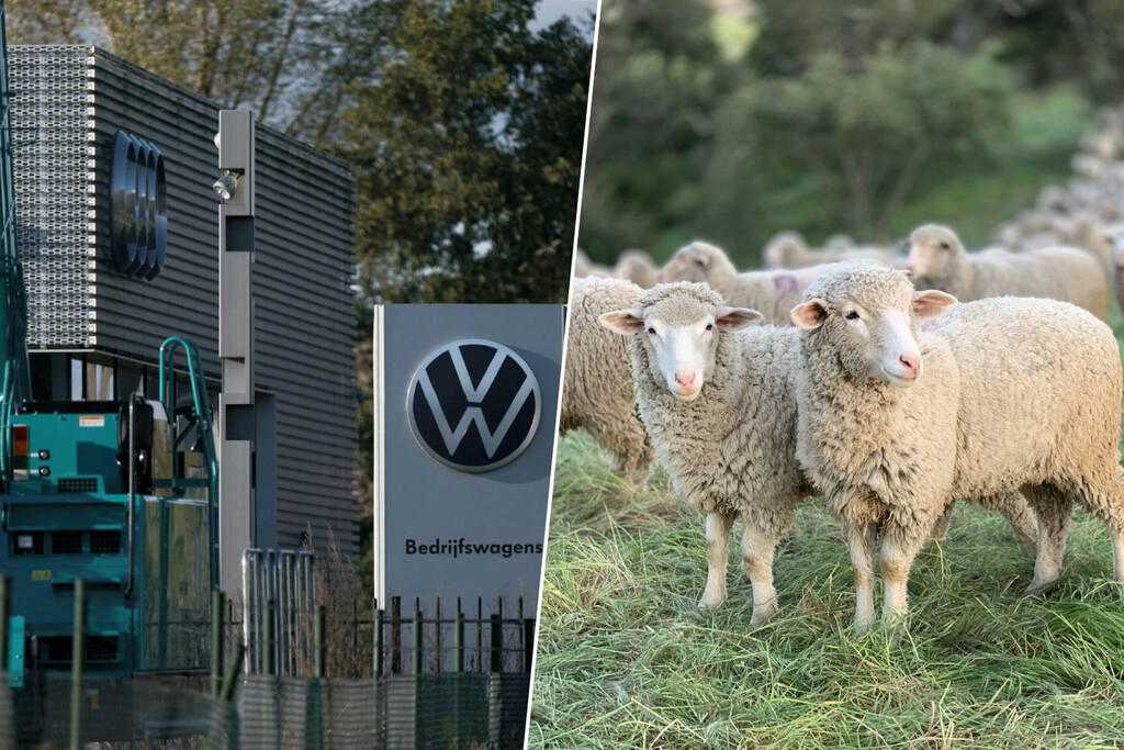Volkswagen Implementa Pastoreo Ovino para el Mantenimiento de su Planta Solar en Polonia