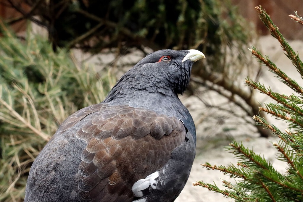 Fracasa la reintroducción de urogallos cantábricos criados en cautividad: solo una de treinta sobrevive