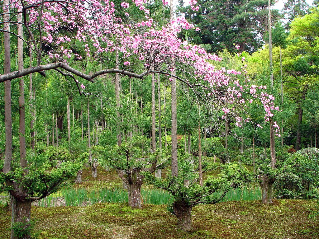 Daisugi: La Antigua Técnica Japonesa para Producir Madera sin Talar Árboles
