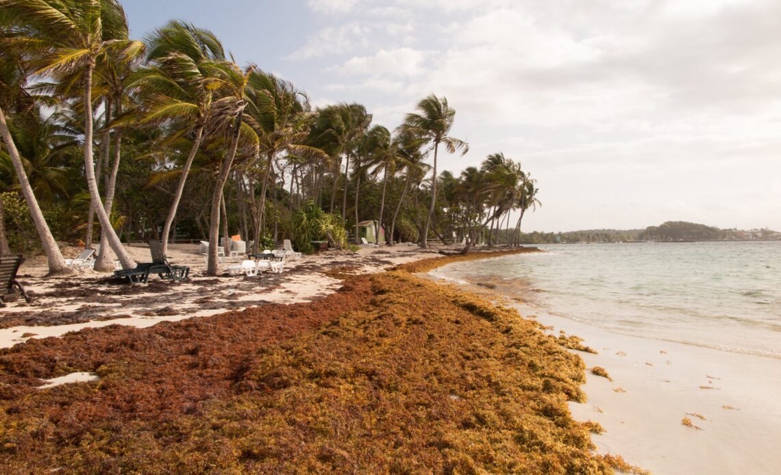 Cinco Elementos Clave Detrás del Aumento del Sargazo en las Costas del Caribe