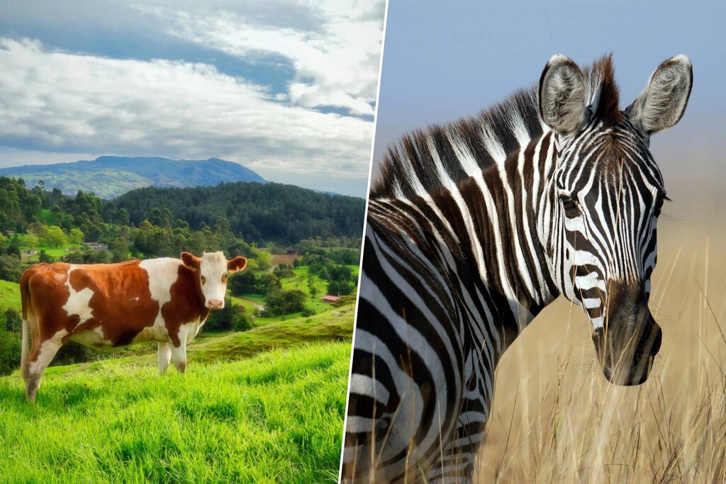 Investigación Revela que Rayas de Cebra en Vacas Reducen Picaduras de Moscas y el Uso de Pesticidas