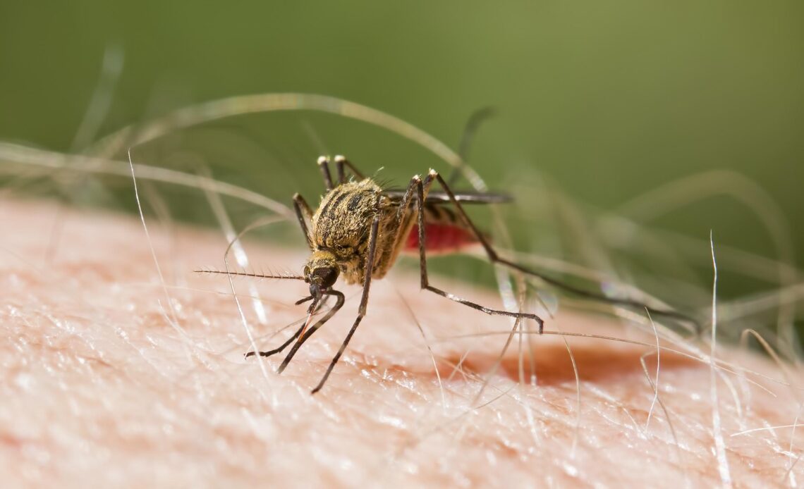 República Dominicana Mantiene Cero Fallecimientos por Malaria y Disminuye su Incidencia en Casi un 82%