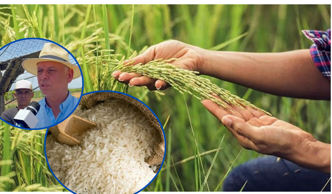 Productores de Arroz Dominicanos en Vilo por Solicitud de EE. UU. para Derogar Decreto de Protección