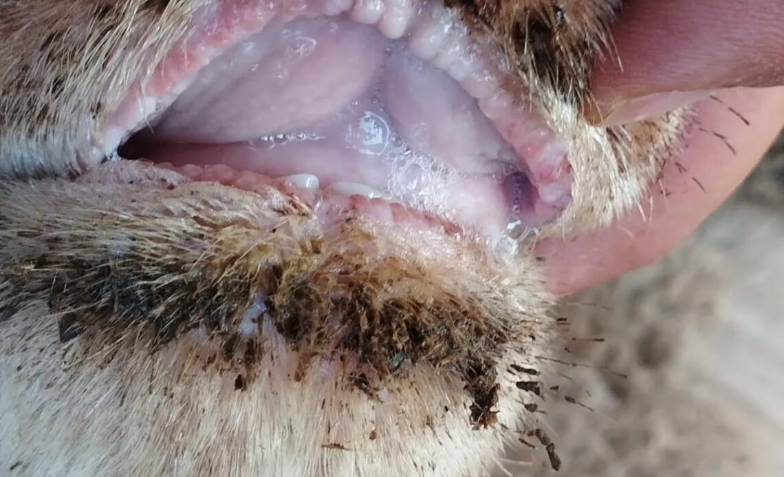 Alerta de especialista sobre posible propagación de la enfermedad de la lengua azul en el ganado dominicano