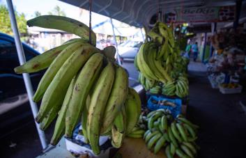 Agricultura descarta incremento en el precio del plátano a pesar de la sequía en áreas de cultivo